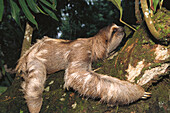 Three-toed Sloth (Bradypus variegatus). Costa Rica