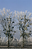 Poplars. Alsace. France