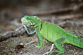 Green Iguana (Iguana iguana)