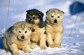Alaskan Husky pups