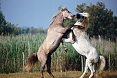 Horses squabbling. Camargue. France