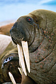 Walrus (Odobenus rosmarus)