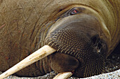 Walrus (Odobenus rosmarus)