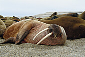 Walruses (Odobenus rosmarus)