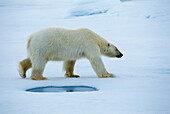 Polar Bear (Ursus maritimus)