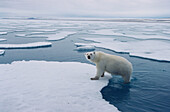 Polar Bear (Ursus maritimus)