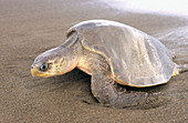 Olive Ridley Sea Turtle (Lepidochelys olivacea)