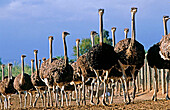 Ostriches (Struthio camelus)