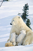 Polar bear and cubs (Ursus maritimus)