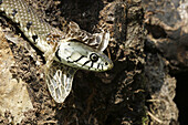 Grass Snake (Natrix natrix)