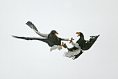 Steller s Sea-Eagle (Haliaeetus pelagicus)