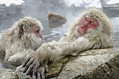 Japanese Macaque (Macaca fuscata)