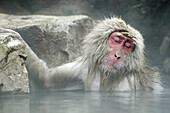 Japanese Macaque (Macaca fuscata)