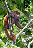Red Howler Monkey (Alouatta seniculus). Venezuela