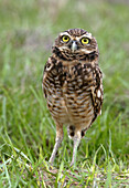 Burrowing Owl (Speotyto cunicularia). Venezuela