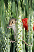 Harvest Mouse (Micromys minutus). France