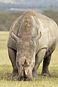 White Rhinoceros (Ceratotherium simum). Kenya