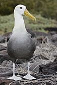 Waved Albatros (Diomedea irrorata). Española (Hood) island, Galapagos Islands. Ecuador