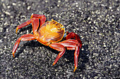 Sally Lightfoot Crab (Grapsus grapsus). Fernandina island, Galapagos Islands. Ecuador