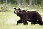 Brown Bear (Ursus arctos) with collar. Finland