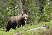 Brown Bear (Ursus arctos). Finland