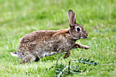 ( Oryctolagus cuniculus) Rabbit. Running.