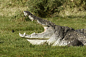 Nile crocodile (Crocodilus niloticus). Chamo Lake in Awasa. Ethiopia.