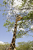 Giraffe (Giraffa camelopardalis). Venezuela.