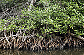 Red mangrove. Venezuela.
