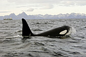 Orcinus orca Killer Whale