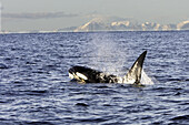 Orcinus orca Killer Whale