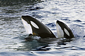 Orcinus orca Killer Whale