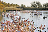 Greater Flamingo (Phoenicopterus ruber). Bouches du Rhone. France.