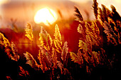 Common reed and sunset. Saintes-Maries-de-la-Mer. Bouches du Rhone. France.