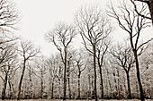 Oaks in winter.