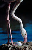 Greater flamingo (Phoenicopterus ruber).