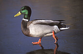 Mallard.