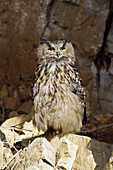 Eagle Owl, Bubo bubo.