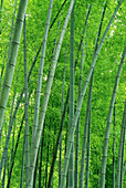 Bamboo grove. Huang-shan. China