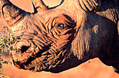 Black Rhino (Diceros bicornis). Kenya