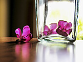 Oleander flowers