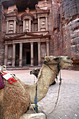 Camels in front of The Treasury, Petra, UNESCO World Heritage Site, Jordan