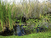 Everglades National Park. Florida. USA