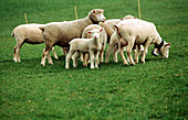 Sheep. Switzerland
