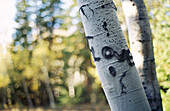 USA. Utah. Park City Area. Fall scenics