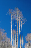 Winter scenic of Aspen trees
