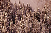 Winter scenic of conifer