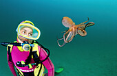 Scuba diver and Octopus (Octopus vulgaris)