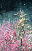 Sea Horse (Hippocampus ramulosus)