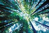 Redwood forest. Humboldt Redwoods State Park. California. USA